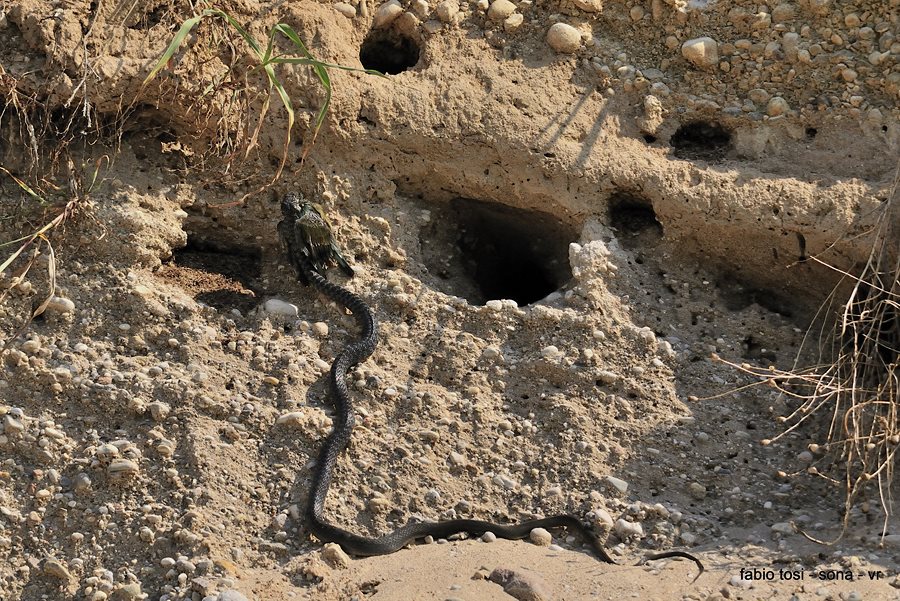 Il caparbio: predazione di biacco (foto-racconto)